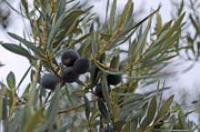 Olive branches in Southern California